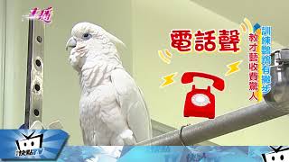 20171213中天新聞　教鸚鵡月入30萬！　神奇訓練祕技大公開