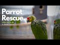 The biggest Parrot Sanctuary in Belgium - A Parrot Haven? The Shocking Truth Behind the Feathers