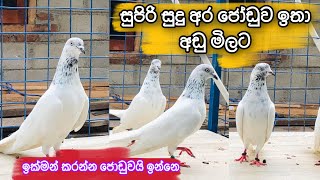 02_ඔන්න සුපිරි ගින්දර සුදු අර ජෝඩුවක් ගෙනාවා ඔනා අය එන්නො#pigeon #pigeonlover