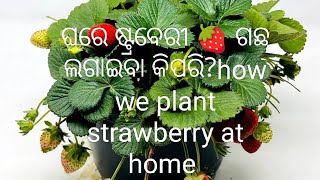 ଆମେ ଘରେ କିପରି ଷ୍ଟ୍ରବେରୀ ଗଛ ଲଗାଇବା?how we plant strawberry at home#desi #ideas #tips #video#2024