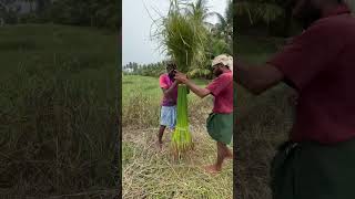 Korai Sleeping Mat Making Process