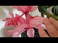 shall i cut medinilla magnifica flower spikes medinilla magnifica care after blooming