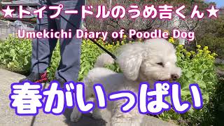 春がいっぱい ★トイプードルのうめ吉くん(881日目)★Umekichi Diary of Poodle Dog