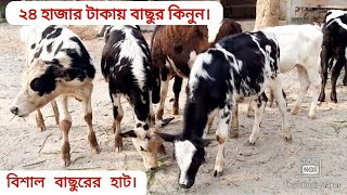 বাছুরের হাট বাছুরের দাম | সৈয়দপুর ঢেলাপীর হাট | Goat Market | Krishi Deepti