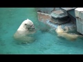 baffin the polar bear and momo the 7 month old cub enjoy playing in the water at tennoji zoo