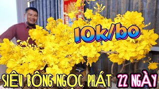 Cận cảnh siêu bông Ngọc Phát trổ 22 ngày trời lạnh ở vườn mai Nhật Dương cắt tỉa nụ để bông chùm đẹp