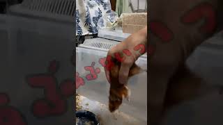 ハムスターが暴れると…#shorts #hamster #ハムスター