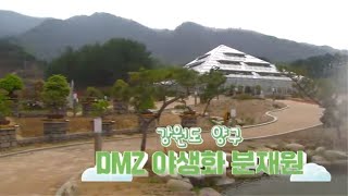 국토정중앙! 양구 DMZ 야생화 분재원