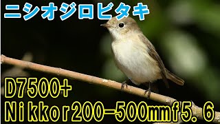 珍鳥ニシオジロビタキをドアップで撮影♪