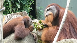 仕事のジャマをされる大きなオランウータン/ Orangutan disturbs big orangutan's work