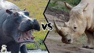 HIPPOPOTAMUS VS RHINOCEROS - Who Would Win A Fight?