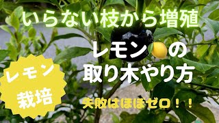 【レモン栽培】レモンの取り木　やり方