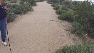 Western Diamondback Rattlesnake at Usery Mountain Regional Park