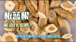 中医中药知识普及-板蓝根是家庭常备药，来看看它的药用功效吧，看它到底能治哪些病