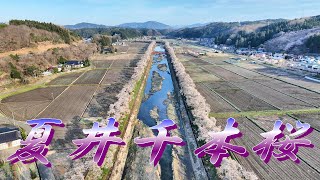 夏井千本桜２０２３(福島県田村郡小野町夏井）