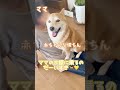 【恋 ren くん】自分のこと小型犬だと思ってる？笑 柴犬 犬のいる暮らし 犬 かわいい 癒し おもしろ