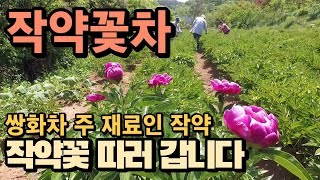 작약꽃차 만들기 / 식용작약꽃 농장을 소개 합니다