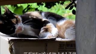 驚愕！ある日ミケが4匹の子猫を連れやってきた！2018 .6.19 野良三毛猫ミケ5度目の出産・子育て《第1話》 秋蛇星短編映画製作所