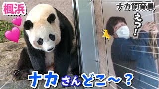 【パンダアイドル楓浜】岩の上でナカ飼育員待ち...ついに眠くなっちゃった❗️