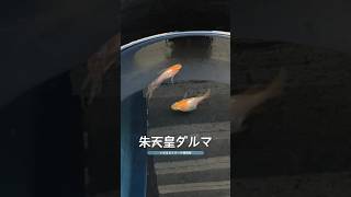 私の好きなメダカ紹介①朱天皇ダルマ