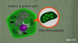 Photosynthesis | Sci NC