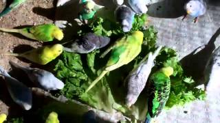 TweetTweet Parakeet: 2011-0406