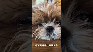 髪の毛爆発ワンコ🐶 #いやしわんこ #こいぬのいる暮らし #可愛い #しーずー #シーズー #かわいい #犬好きさんと繋がりたい #愛犬 #shihtzu