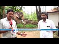 കൊമ്പന്‍ തെച്ചിക്കോട്ടുകാവ് രാമചന്ദ്രന്‍ ആരോഗ്യവാനെന്ന് ഡോക്ടര്‍മാര്‍​ thechikottukavu ramachandran