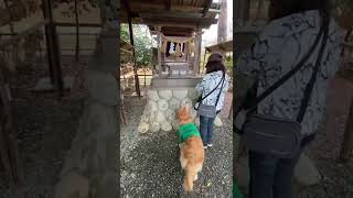 ⛩犬神社へ ハナの報告🌈