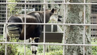 すごーく咀嚼が長いオカピ！　上野動物園