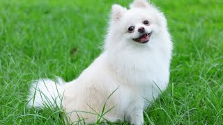 Having the POMERANIAN BREED for the first time on my channel| Pomeranian Toy Dog #breeding