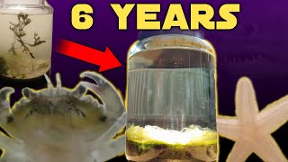 Six Years Ago I Put Saltwater in a Jar, This Happened | Natural Saltwater Ecosph