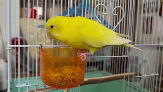 【小夏の朝】　#セキセイインコ 　#モーニングルーティン　#元気