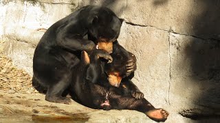 20201203-①　天王寺動物園　マレーグマ　マーズ＆マーサ