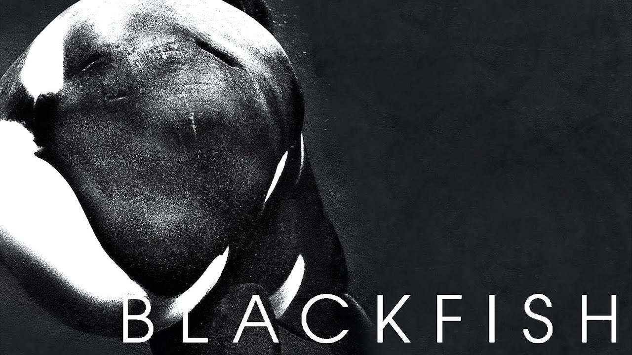 BLACKFISH Kritik Review - YouTube