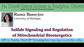 The David Green Lecture in Enzyme Chemistry: Ruma Banerjee