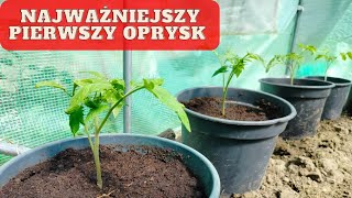 Pierwszy oprysk pomidorów na choroby grzybowe. Czym opryskać pomidory na choroby grzybowe?