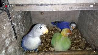 Playtube Pk Ultimate Video Sharing Website