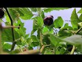 వంకాయ తోట సాగు విధానం brinjal farming explanation..