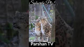 Big Cat||Lion King||Animal Video||Tiger Couple