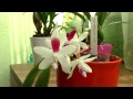 phalaenopsis tetraspis c1 the orchid that always blooms different