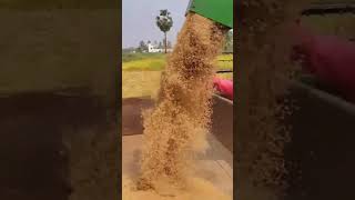 harvesting machine |harvester machine|dhana kata machine |Harvesting machine in Pakistan|Bularitoka