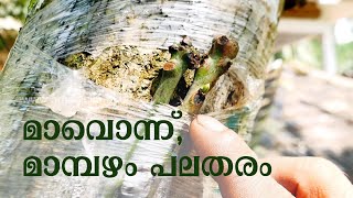 മാവില്‍ പലയിനങ്ങള്‍ ഗ്രാഫ്‌റ്റ്‌ ചെയ്യാം | Grafting Technics | Multiple Grafting