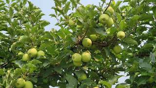 Green Apple Farm in Canada | பச்சை ஆப்பிள் தோட்டம் | Green Apple | Baby Green Apples Tree