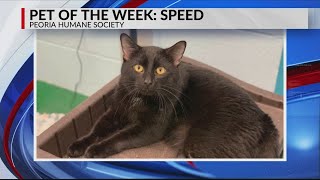 PET OF THE WEEK - WMBD 7/1/20