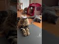 lazy cats ぐーたらすぎる猫たち。暇すぎてゴロゴロ。 shorts