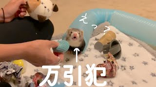 【フェレット】おもちゃ屋さん開いたら万引きした。【赤ちゃん｜しつけ｜飼育日記】