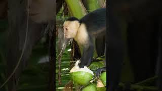 Monkey Drinking Coconut Water#shorts #short #monkey #coconut #monkeys #nature #animals #animalshorts