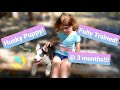 Husky Puppy Training Only 3 Months Old Training Complete!