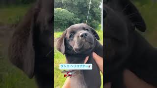 台風の被害に備えて【黒ラブ🐶の離陸🚁】